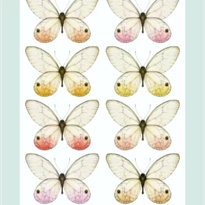 laminacolortransfer 88